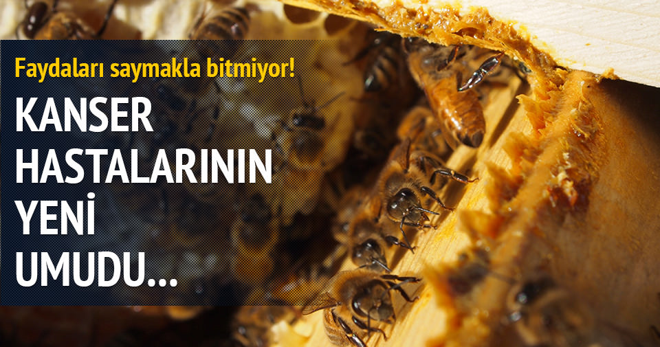 Propolis nedir Faydaları nelerdir Sağlık Haberleri