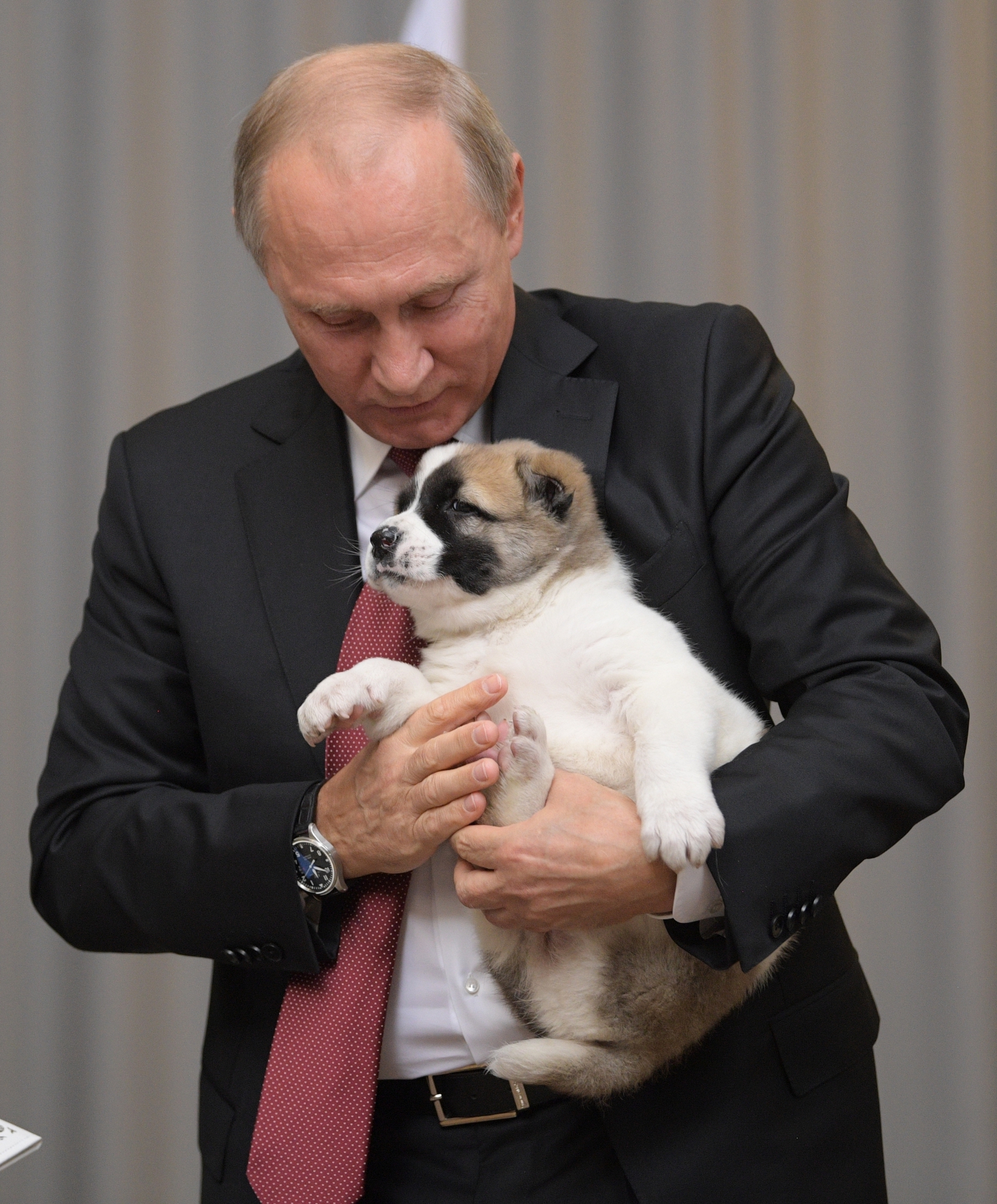 Putin’e çoban köpeği hediye edildi!