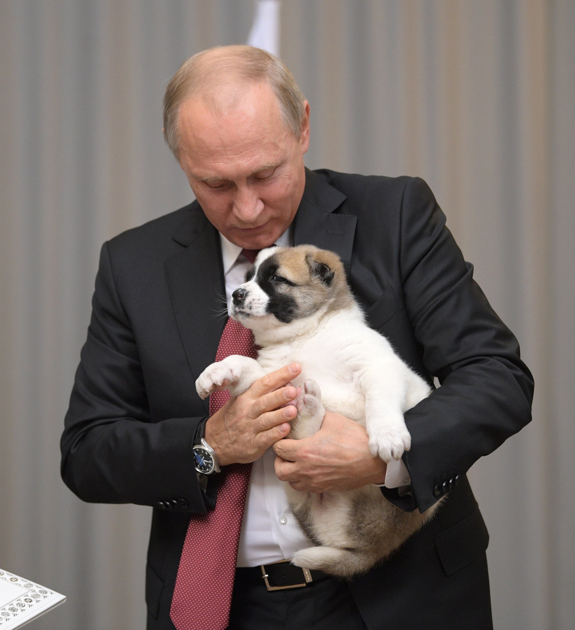 Putin’e çoban köpeği hediye edildi!