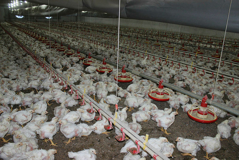 Tavuk çiftliğinden milyonlar kazanıyor