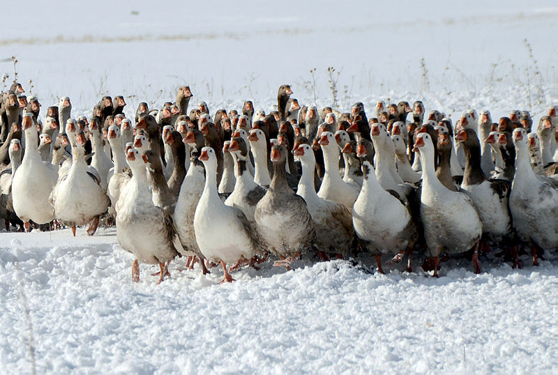 Kars Sarıkamış’ta kaz kesimi başladı
