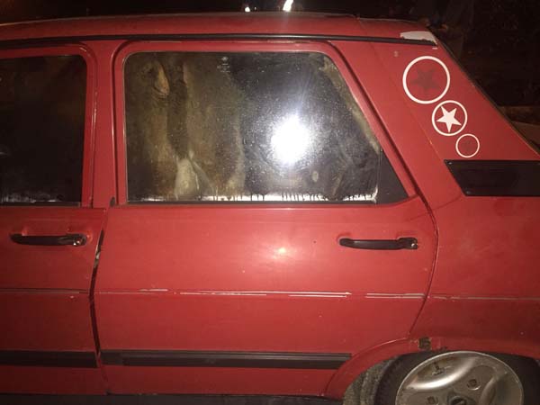 4 büyükbaş hayvanı otomobile sığdırdı