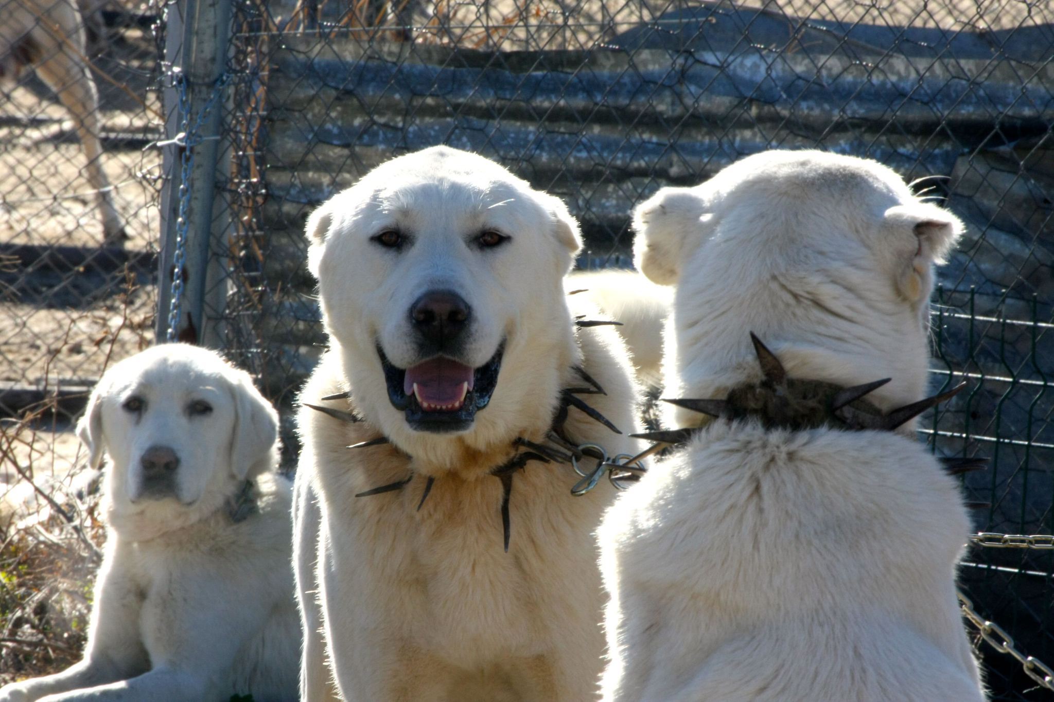 �En iyi sürü bekçi köpeği� için 6 ay sıra bekliyorlar Sayfa 2 En