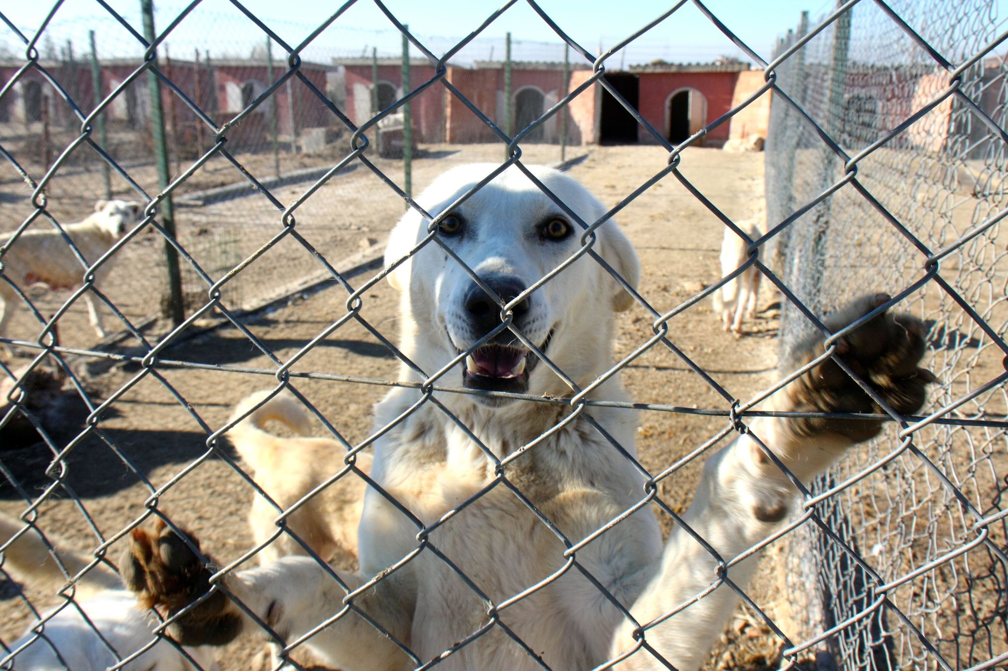 �En iyi sürü bekçi köpeği� için 6 ay sıra bekliyorlar En Son Haber