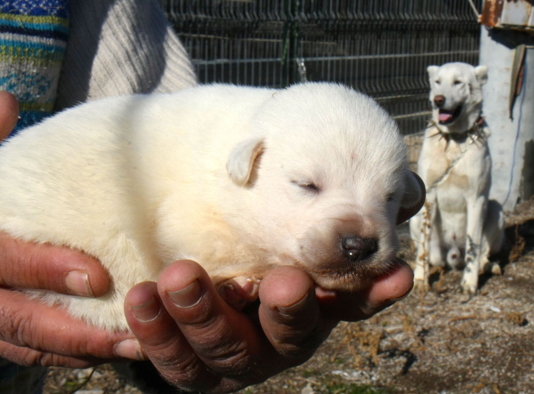 �En iyi sürü bekçi köpeği� için 6 ay sıra bekliyorlar Sayfa 2 En