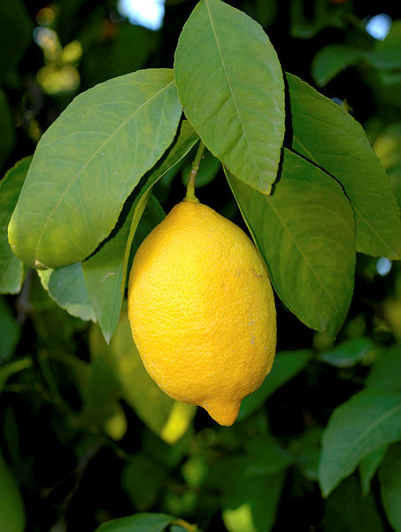 Dondurulmuş limonun şaşırtıcı faydaları