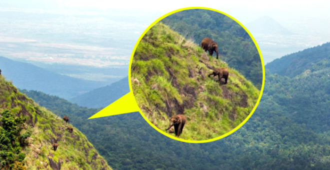 Dik bir dağa tırmanan filler görenleri şaşkına çevirdi