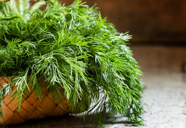 1 hafta boyunca dereotu tüketirseniz...