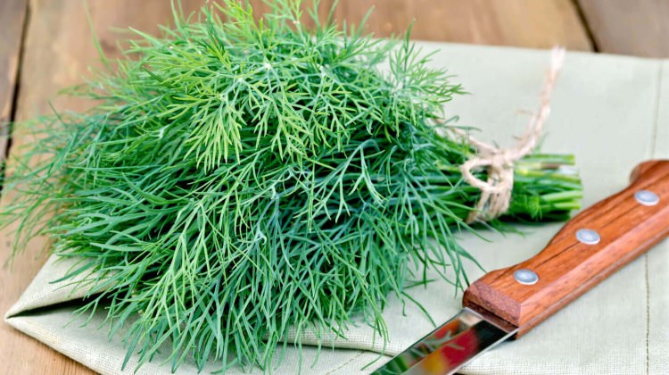 1 hafta boyunca dereotu tüketirseniz...