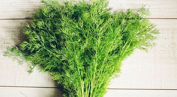 1 hafta boyunca dereotu tüketirseniz...