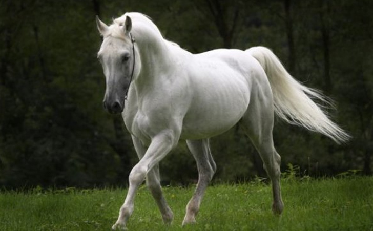 İşte tarihin en korkunç kehanetleri! Beyaz at kehaneti...