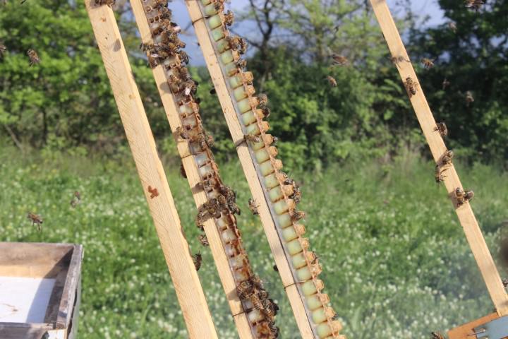 Kilosu 4 bin liradan satılan arı sütünün hasadı başladı