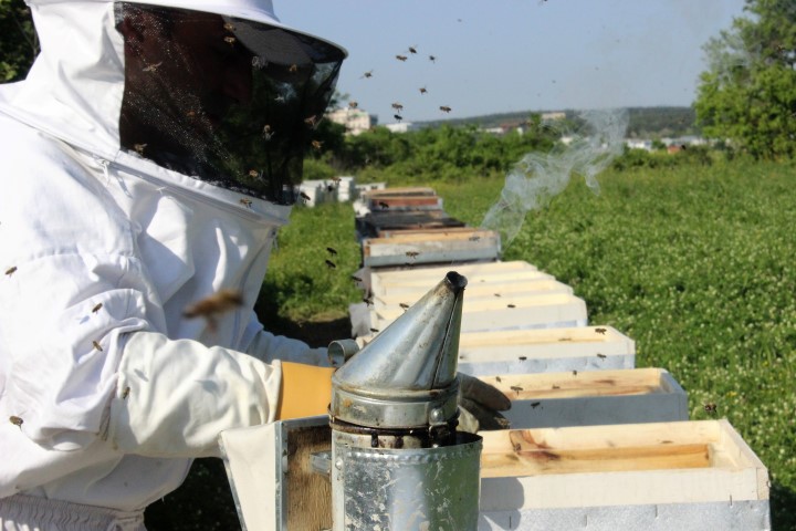 Kilosu 4 bin liradan satılan arı sütünün hasadı başladı