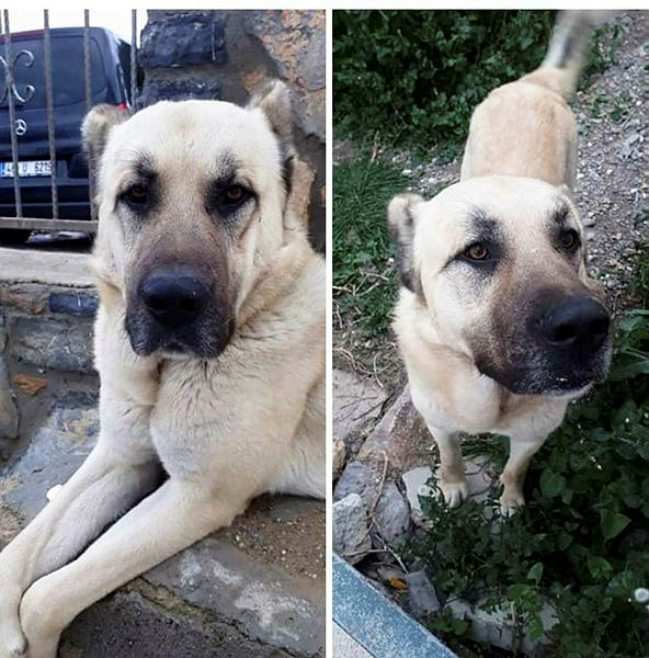 Son Dakika haberi İşkence yaptığı köpeği çalmış! En Son Haber