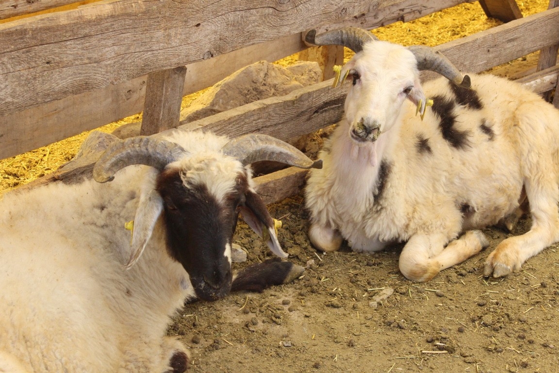 Son dakika: Kurban Bayramı tatil süresi belli oldu! 2018 Kurban Bayramı tatili kaç gün? Bayram tatili 9 gün mü?