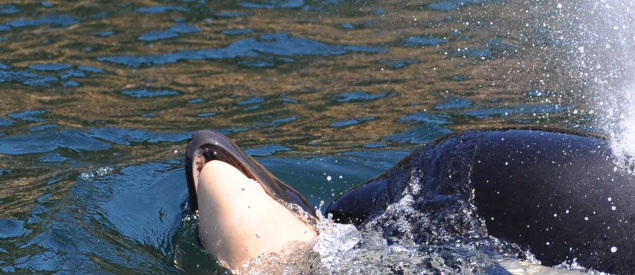 Ölen yavrusunu bir haftadır sırtında taşıyor...