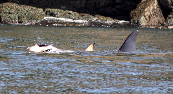 Ölen yavrusunu bir haftadır sırtında taşıyor...
