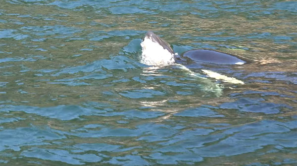 Ölen yavrusunu bir haftadır sırtında taşıyor...