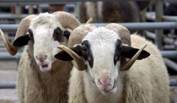 Son dakika haber: Kurbanlık fiyatlarına zam! Kurbanlık fiyatları ne kadar olacak?