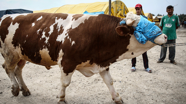 Son dakika haber: Kurbanlık fiyatlarına zam! Kurbanlık fiyatları ne kadar olacak?