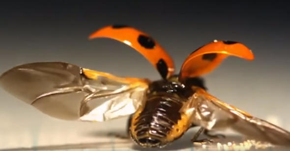 Uğur böceğinin kanatlarından gelen mucize