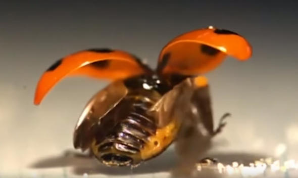 Uğur böceğinin kanatlarından gelen mucize