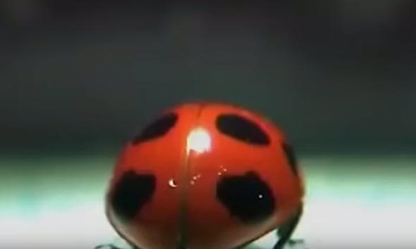 Uğur böceğinin kanatlarından gelen mucize