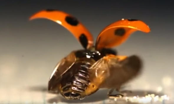 Uğur böceğinin kanatlarından gelen mucize