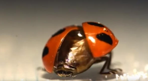 Uğur böceğinin kanatlarından gelen mucize