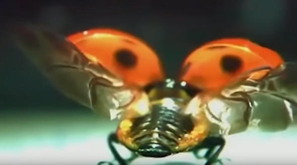 Uğur böceğinin kanatlarından gelen mucize