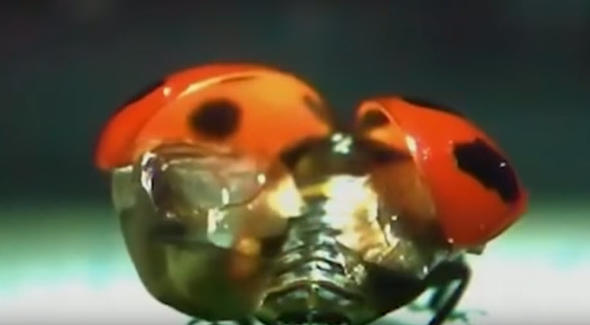 Uğur böceğinin kanatlarından gelen mucize