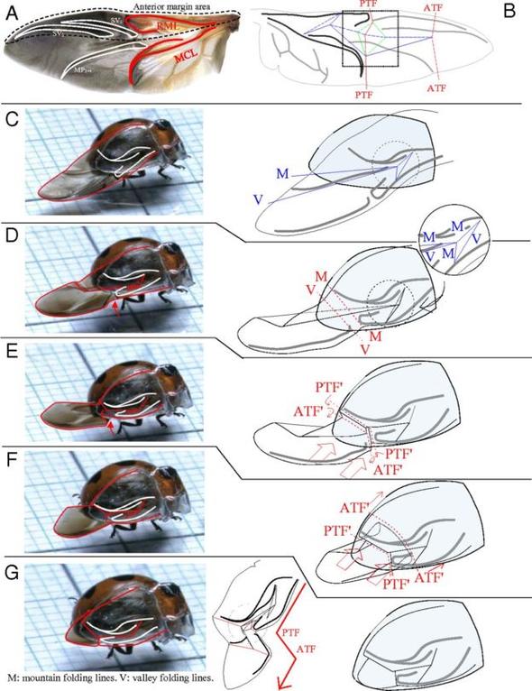 Uğur böceğinin kanatlarından gelen mucize