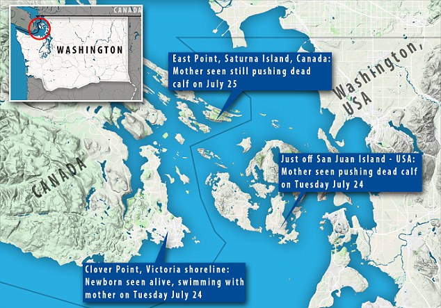 Balina ölmüş yavrusunu 17 gün sırtında taşıdı