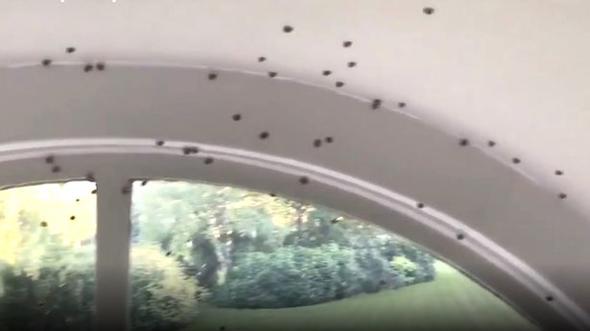 Bu kez uğur getirmedi! Cinsel yolla bulaşıyor...