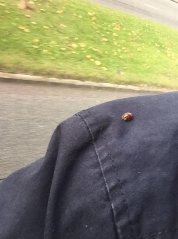 Bu kez uğur getirmedi! Cinsel yolla bulaşıyor...