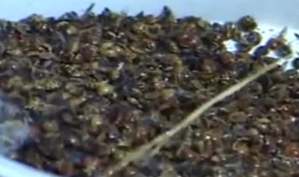 Bu kez uğur getirmedi! Cinsel yolla bulaşıyor...