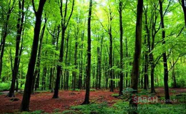 İmkansız dediler birer birer gerçek oldu!