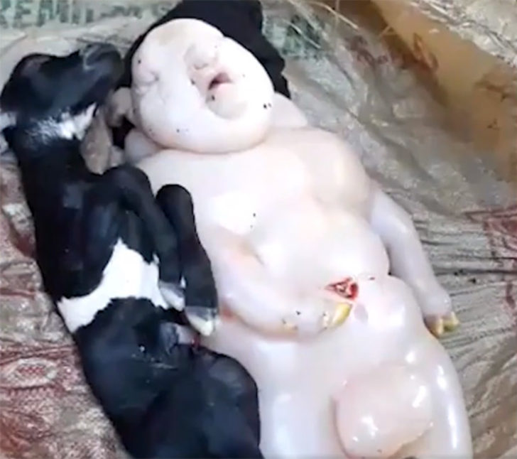 Yarı insan yarı domuz doğurdu! Görenler şaştı kaldı...
