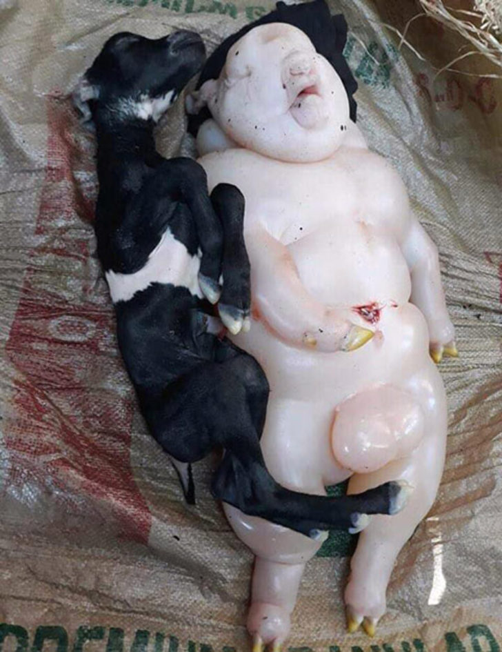 Yarı insan yarı domuz doğurdu! Görenler şaştı kaldı...