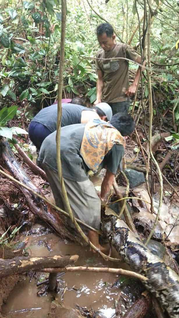 Balık tutmaya çalışırken pitona yem oluyordu! İşte o dehşet anları