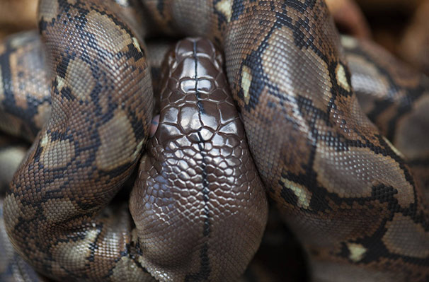 Balık tutmaya çalışırken pitona yem oluyordu! İşte o dehşet anları