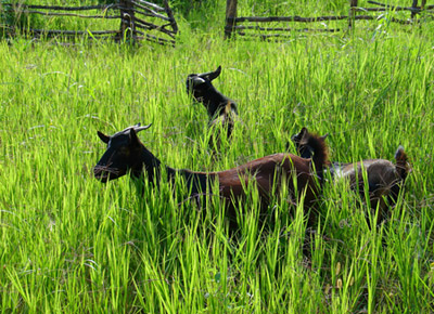 Son dakika haberi: O ülkede mide bulandıran olay! - 22 yaşındaki sapık hamile keçiye tecavüz etti...
