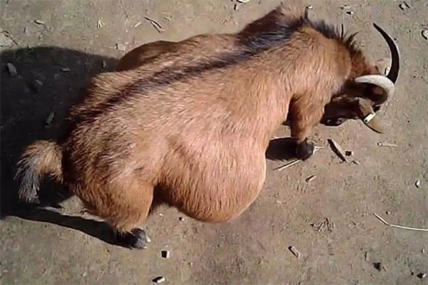 Son dakika haberi: O ülkede mide bulandıran olay! - 22 yaşındaki sapık hamile keçiye tecavüz etti...