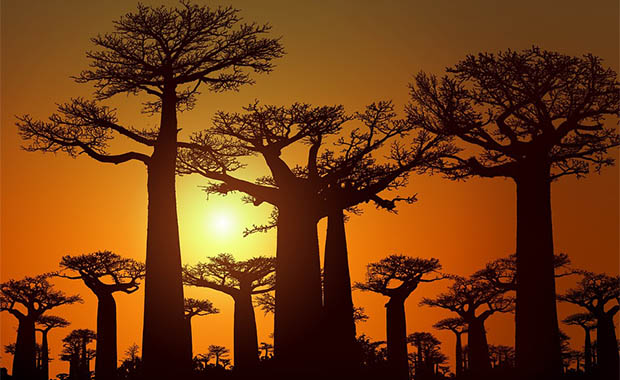 Son Dakika: Madagaskar’da tüm dünyayı şok eden festival! Ölüler...