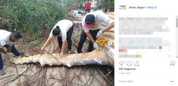 Son Dakika: Dünya bu haber ile çalkalanıyor: Ormanda bulundu...Herkes merak içinde!