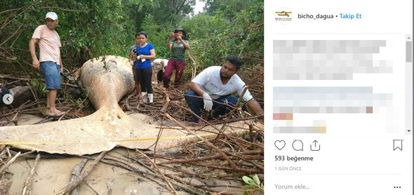 Son Dakika: Dünya bu haber ile çalkalanıyor: Ormanda bulundu...Herkes merak içinde!