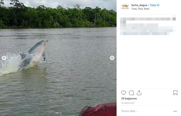 Son Dakika: Dünya bu haber ile çalkalanıyor: Ormanda bulundu...Herkes merak içinde!