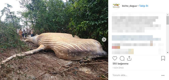 Son Dakika: Dünya bu haber ile çalkalanıyor: Ormanda bulundu...Herkes merak içinde!