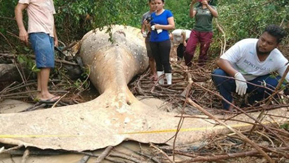 Son Dakika: Dünya bu haber ile çalkalanıyor: Ormanda bulundu...Herkes merak içinde!