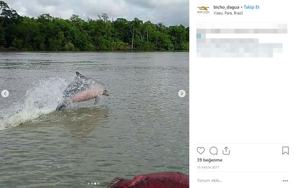 Son Dakika: Dünya bu haber ile çalkalanıyor: Ormanda bulundu...Herkes merak içinde!